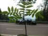 zwartewoud200944_small.jpg